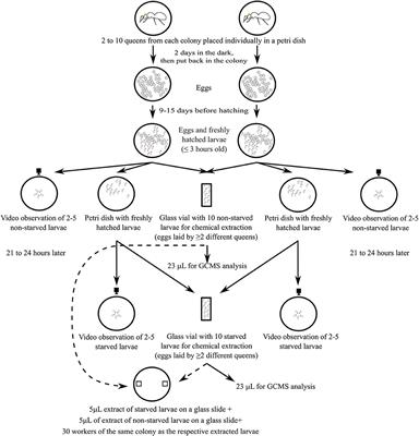 Honesty of Larval Begging Signals Covaries With Colony Kin Structure in Formica Ants